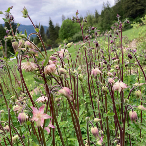 Farm Mix Columbine CO