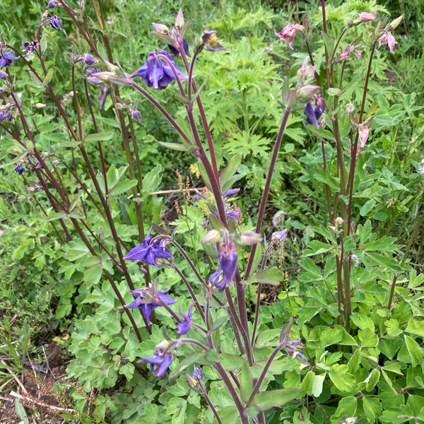 Farm Mix Columbine CO