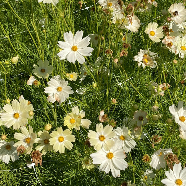 Japanese Kiiro Cosmos CO