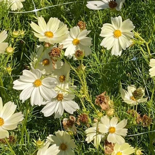 Japanese Kiiro Cosmos CO