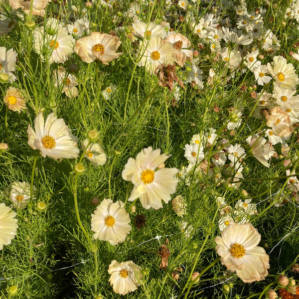 Japanese Kiiro Cosmos CO