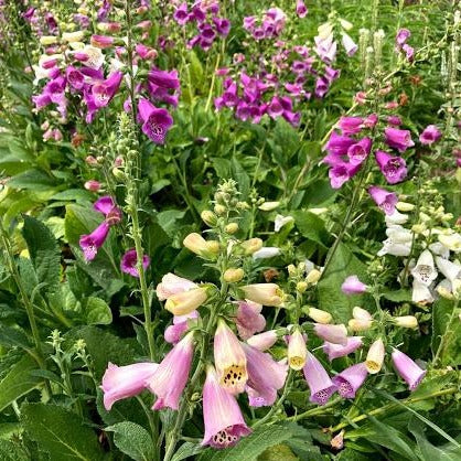 Foxy Foxglove CO