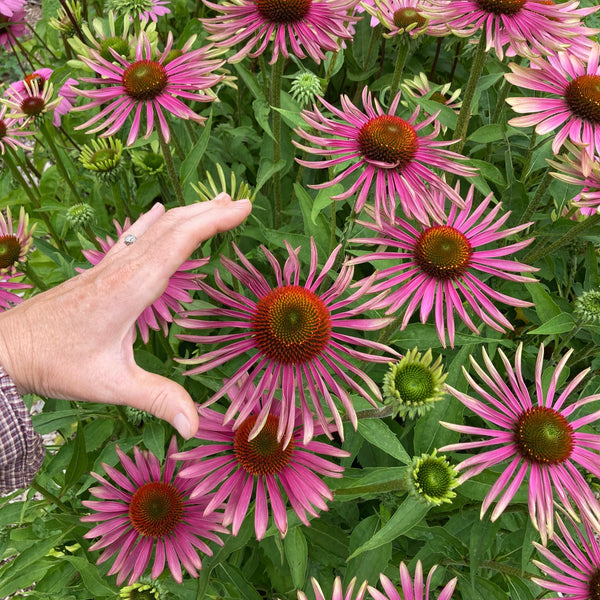 Farm Mix Echinacea CO