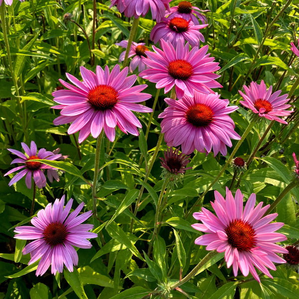 Farm Mix Echinacea CO