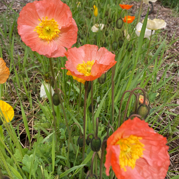Iceland Mix Poppy CO