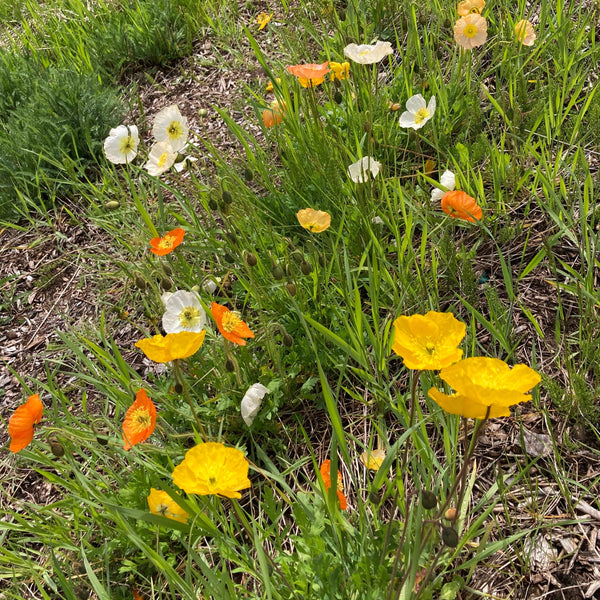 Iceland Mix Poppy CO