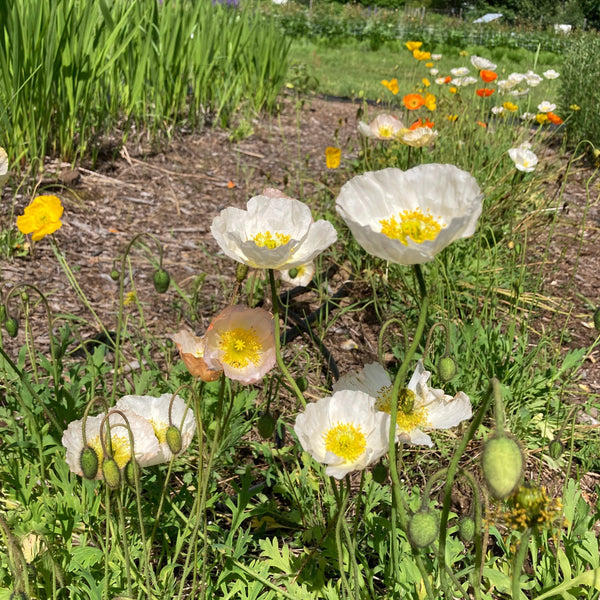 Iceland Mix Poppy CO