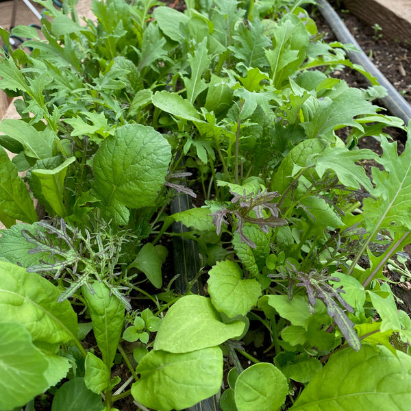 Spicy Greens Mix CO