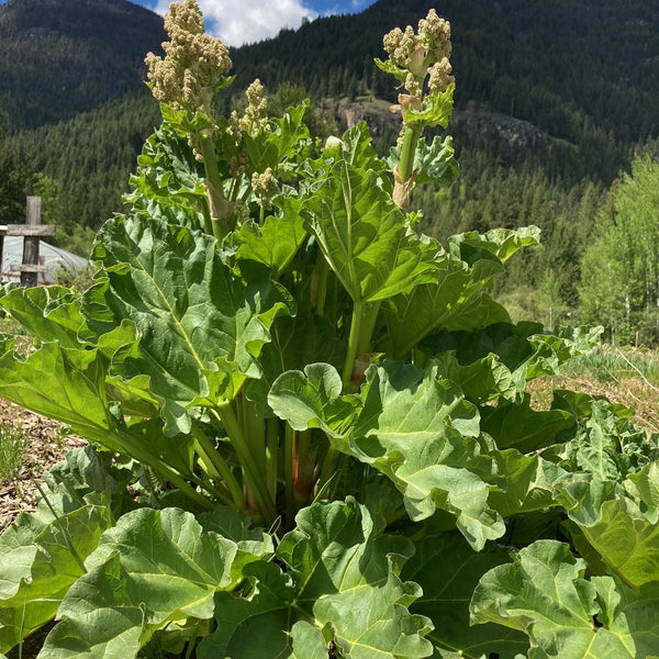Victoria Rhubarb CO