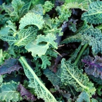 Breeding Mix Kale – BC Eco Seed Co-op