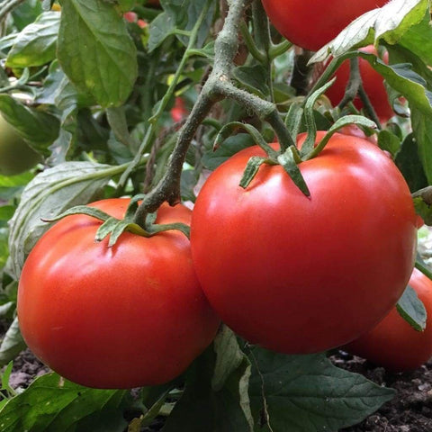 Manitoba Tomato