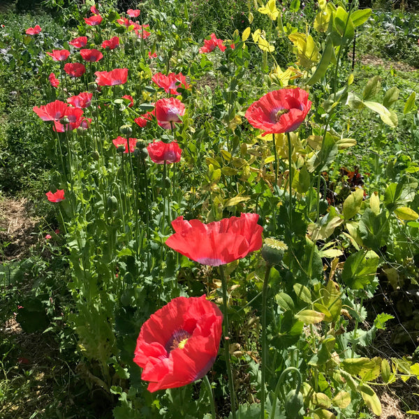 Breadseed Poppy