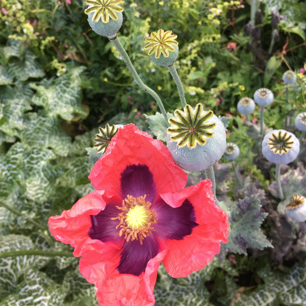 Breadseed Poppy