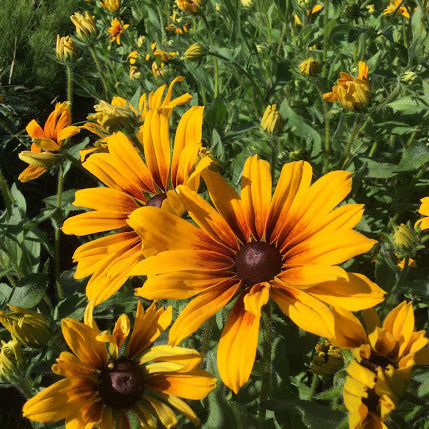 Orange & Bronze Shades Rudbeckia CO