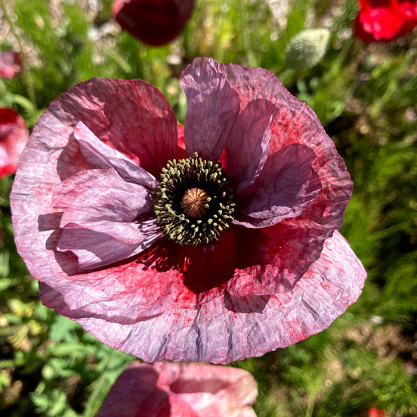 Shirley Mix Poppy CO