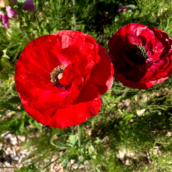 Shirley Mix Poppy CO