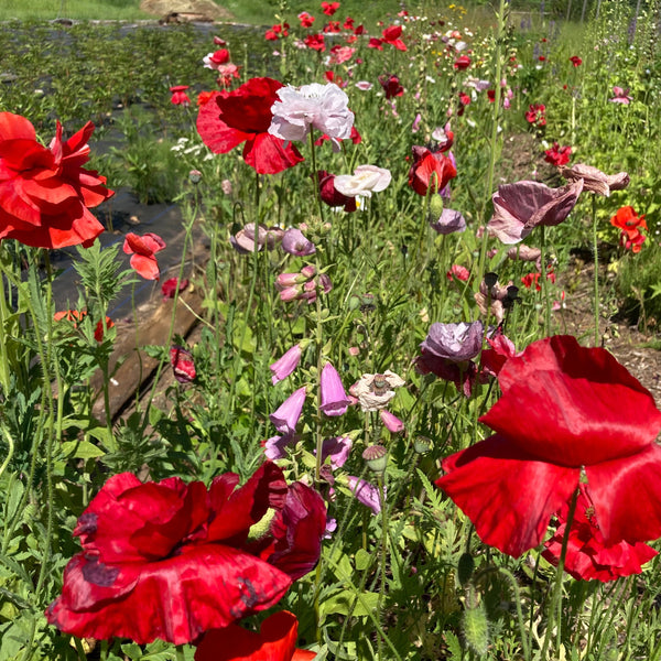 Shirley Mix Poppy CO