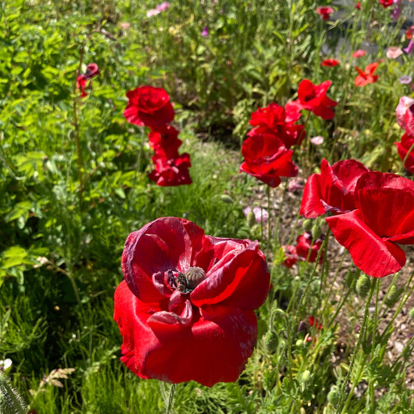 Shirley Mix Poppy CO