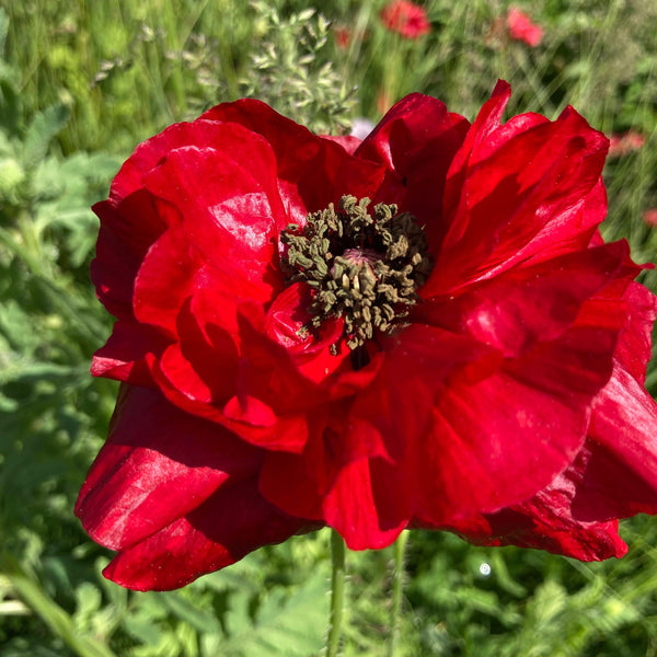 Shirley Mix Poppy CO