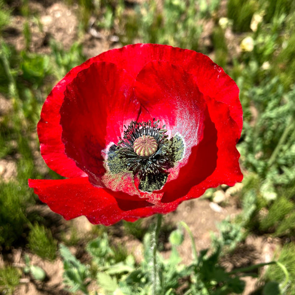 Shirley Mix Poppy CO