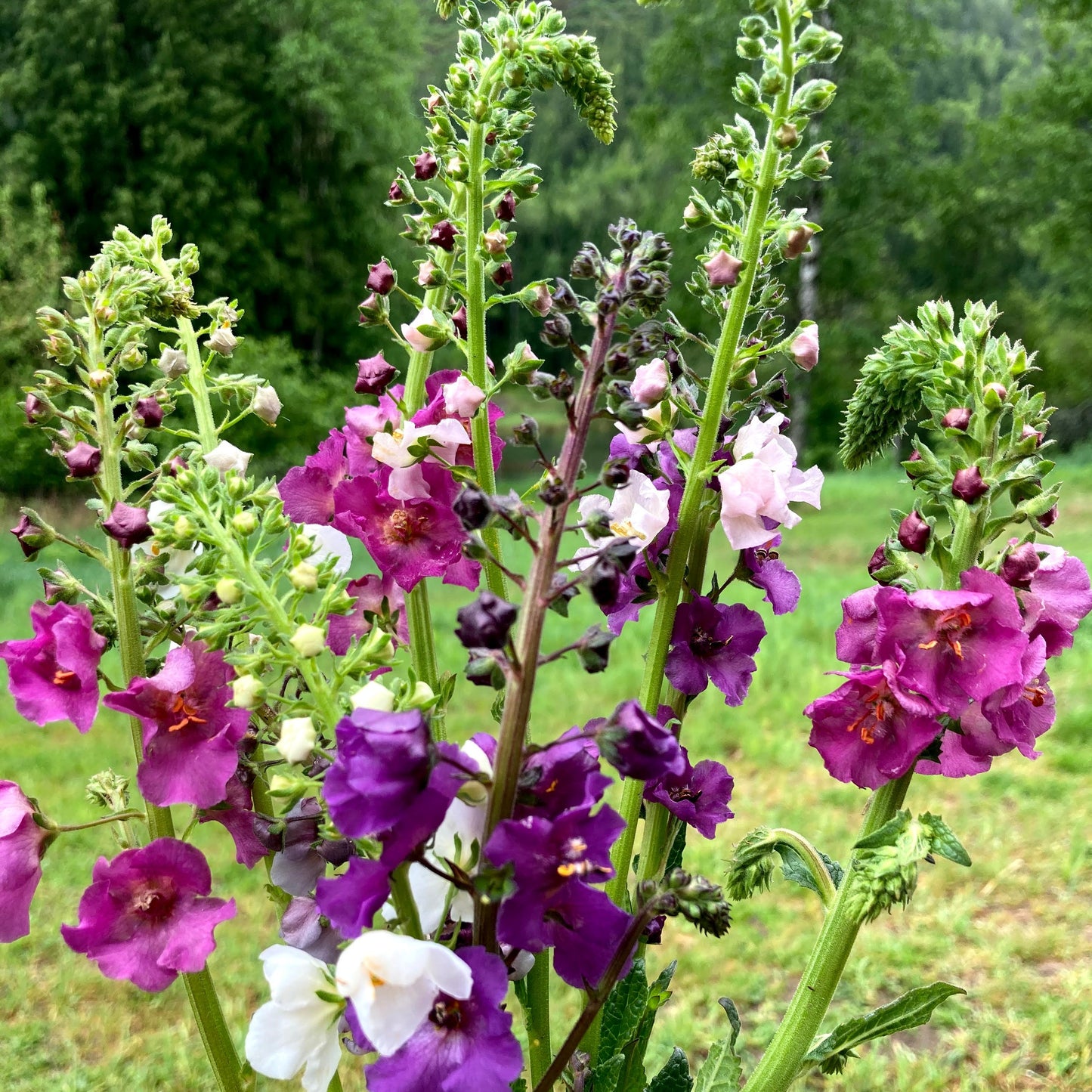Showy Mullein CO