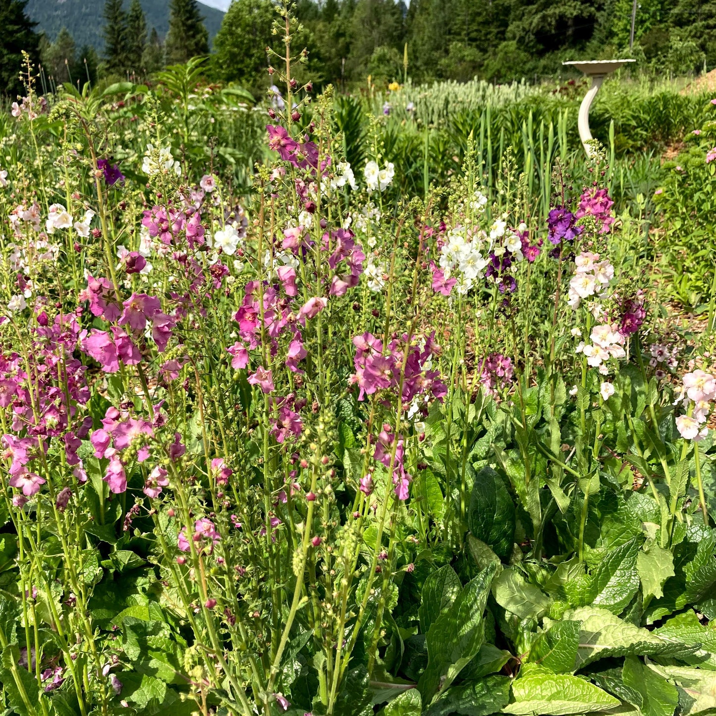 Showy Mullein CO