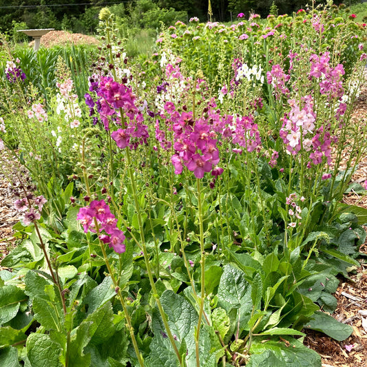 Showy Mullein CO