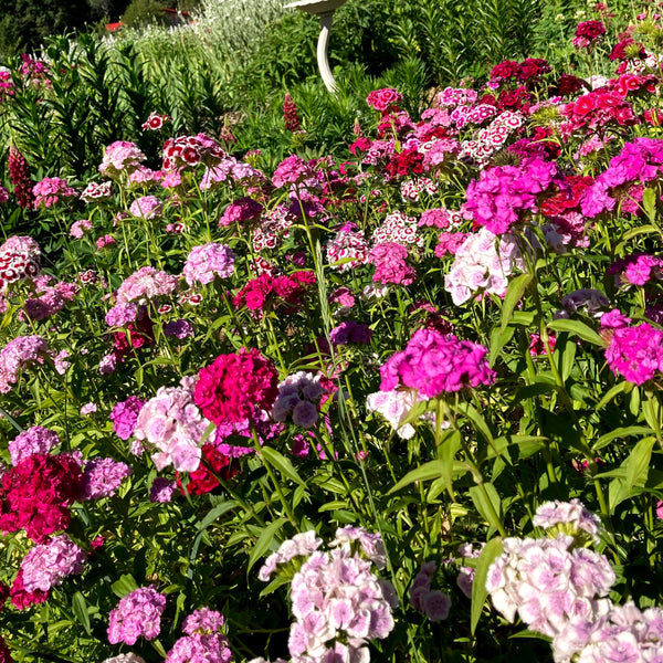 Electron Mix Sweet William
