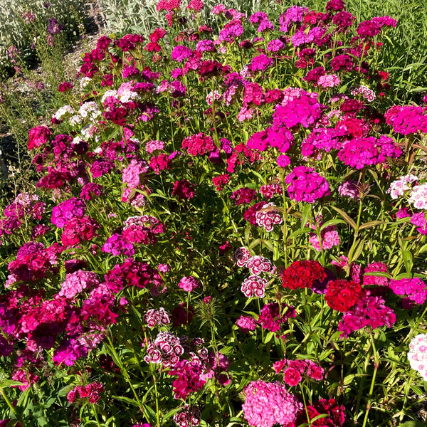 Electron Mix Sweet William