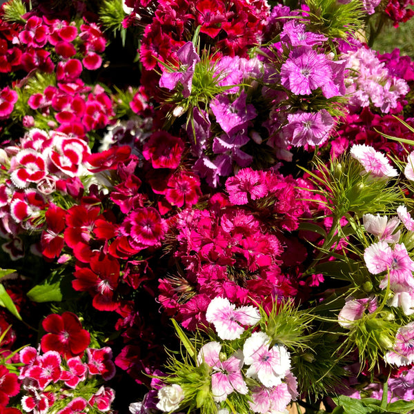 Electron Mix Sweet William