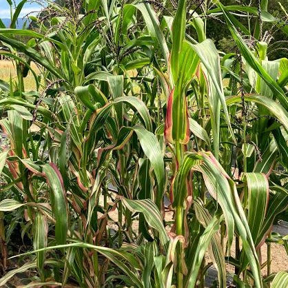 Candy Striped Ornamental Corn CO
