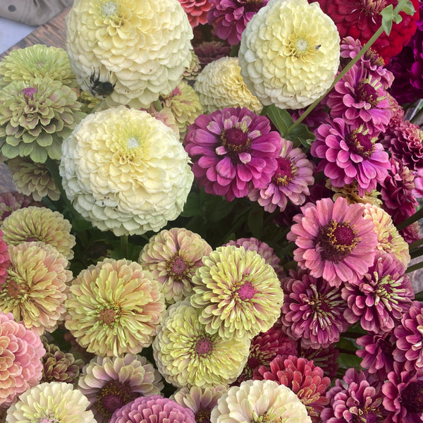 Cutflower Farm Mix Zinnia CO