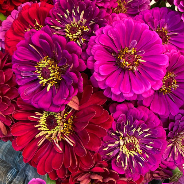 Cutflower Farm Mix Zinnia CO
