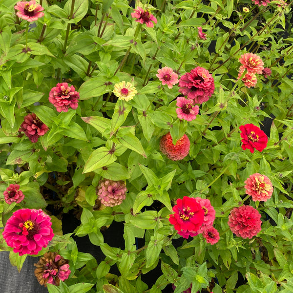 Cutflower Farm Mix Zinnia CO