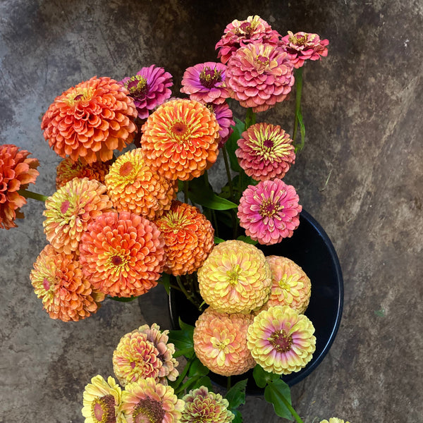 Cutflower Farm Mix Zinnia CO