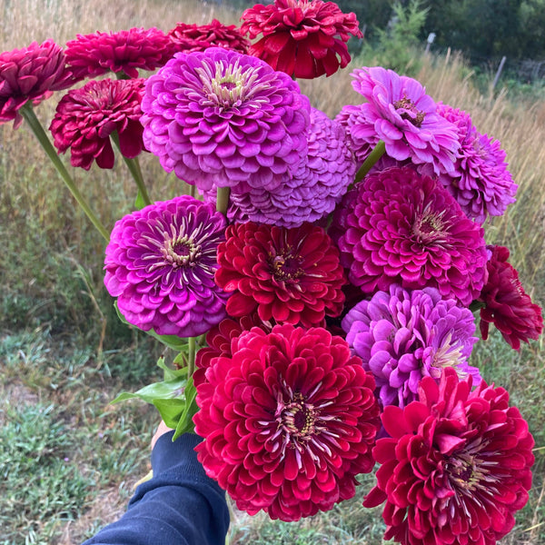 Cutflower Farm Mix Zinnia CO